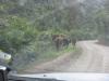 Tie 38 Wairoasta Muruparaan: Hevosia tiellä vapaana